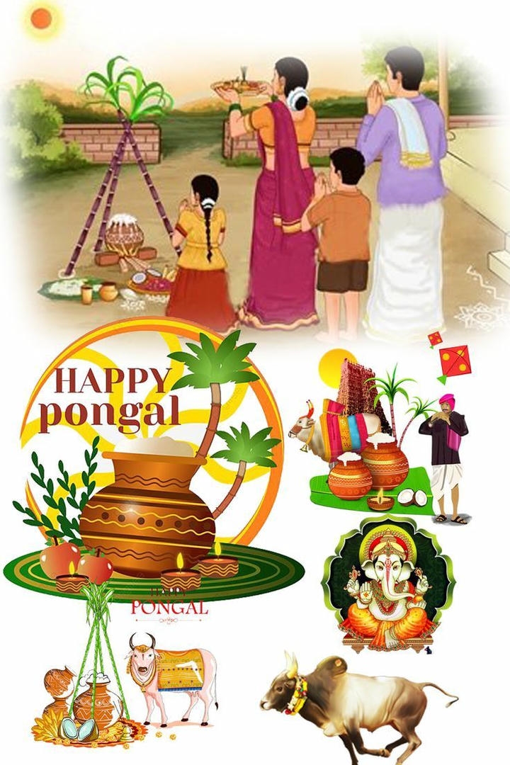 pongal festival sugarcane